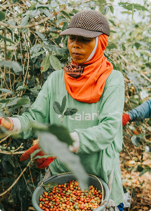 Farmer harvesting crops